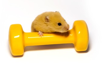 Hamster gym